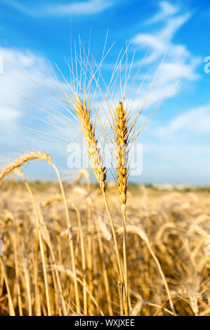 wheat field and blue sky with clouds Stock Photo