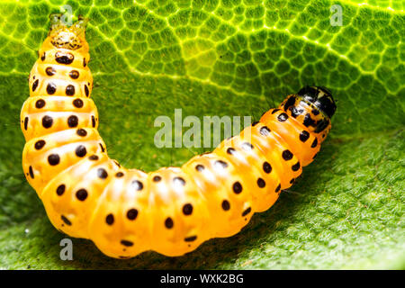 Waxworms are the caterpillar larvae of wax moths Stock Photo