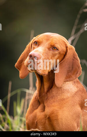 Magyar Vizsla. Portrait of adult dog. Germany Stock Photo