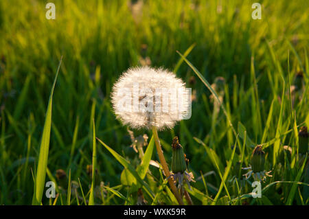 one old dandelion against sun Stock Photo