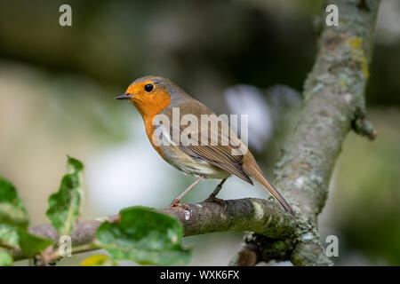 bird Robin sitting on a branch of a flowering pink Apple tree in the ...