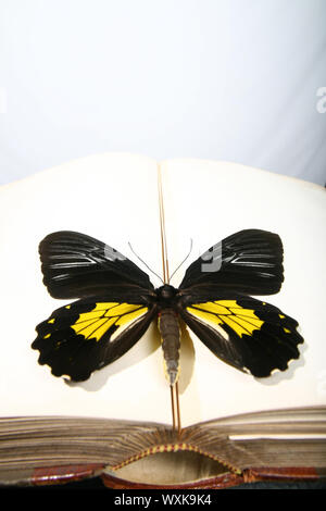 Butterfly sitting on empty blank book Stock Photo