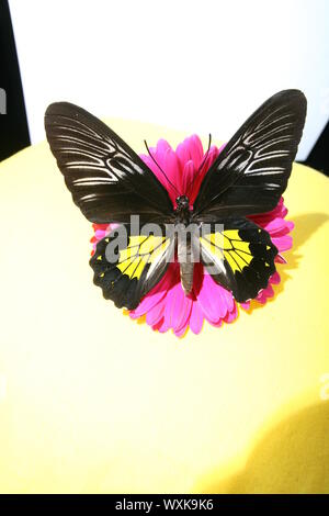 Butterfly sitting on empty blank book Stock Photo