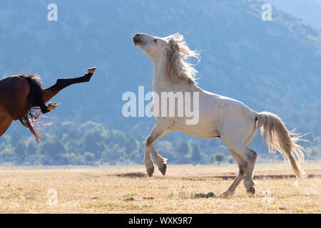 Feral horse, wild horse. Mare kicking at gray lead stallion driving its mares. Turkey Stock Photo