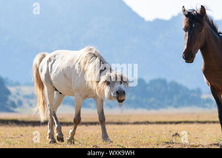 Feral horse, wild horse. Gray lead stallion driving its mare. Turkey Stock Photo