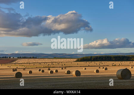 Recently harvested Fields with their Round bales of Hay being lit up in the Golden light of a Setting Sun as they lie scattered across the Countryside Stock Photo