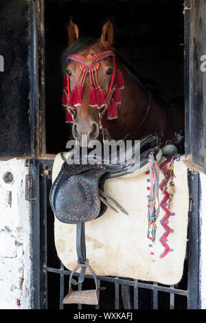 Rahvan Rahvan Horse. Bay horse in front of white background. Turkey Stock ...