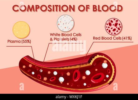 Diagram showing composition of blood illustration Stock Vector