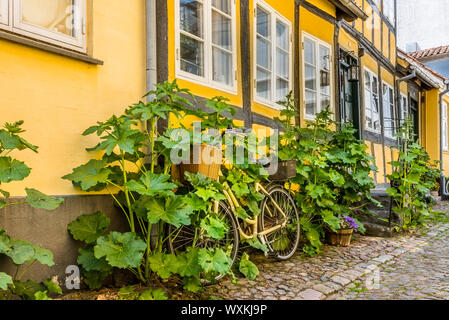 Yellow bike overgrown with hollyhooks, leaning up against the wall of an old half-timbered house in Faaborg, Denmark, July 12, 2019