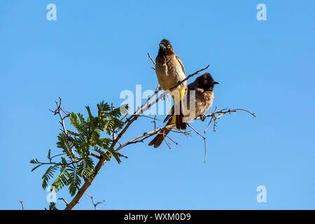 Two Red-eyed Bulbuls sitting on a branch Stock Photo