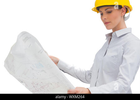 Architect looking at blueprint on white background Stock Photo