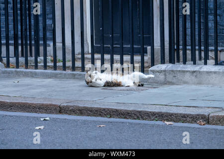 London, UK. 17th Sep, 2019. Larry the Downing Street cat has a stretch at 10 Downing Street, London Credit: Ian Davidson/Alamy Live News Stock Photo
