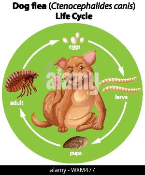 Diagram showing dog flea life cycle illustration Stock Vector