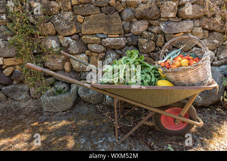 Fresh vegetables and fruit in a wheelbarrow. Long squash leaves, melons and wicker basket with tomatoes, chives and zucchini Stock Photo