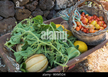 Fresh vegetables and fruit in a wheelbarrow. Long squash leaves, melon, cantaloupe and wicker basket with tomatoes, chives and zucchini Stock Photo