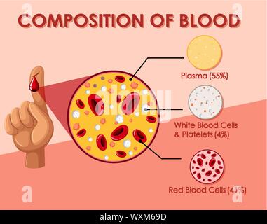 Diagram showing composition of blood cell illustration Stock Vector