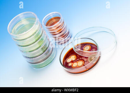 Mold growing in a Petri dish, on blue background Stock Photo