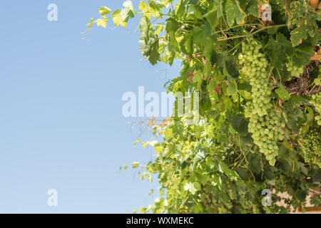 Wild wine with many grapes on as a climbing plant at a house Stock Photo