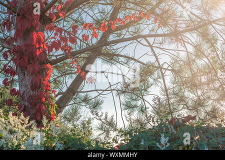 Wild wine on a pine that has turned red in autumn Stock Photo