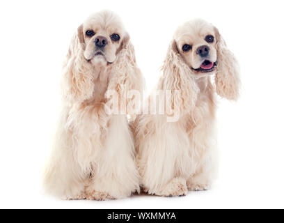 american cocker spaniels in front of white background Stock Photo