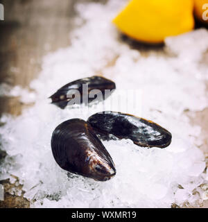 Fresh  mussels on ice ready for cooking Stock Photo