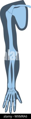 Clavicle collar bone , scapula shoulder blade , humerus, ulna, radius, finger and hand. Detailed medical illustrations, x-ray. Latin medical terms. Isolated on a white background, eps 10. Stock Vector