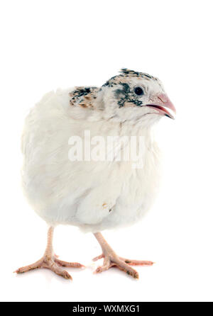 white quail in front of white background Stock Photo