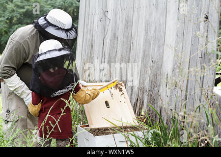 Father and daughter working on bee hive together. Stock Photo