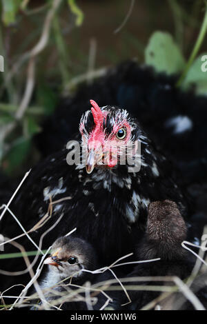 Mother Cochin hen and two little chicks. Extreme shallow depth of field. Stock Photo