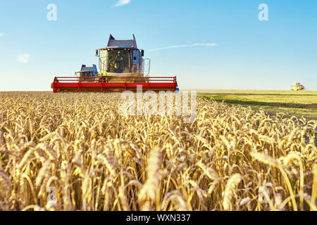 Combine harvester harvests ripe wheat. Ripe ears of gold field on the sunset cloudy orange sky background. . Concept of a rich harvest. Agriculture im Stock Photo