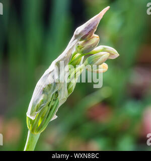 A macro shot of the flower buds of an allium siculum plant. Stock Photo