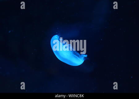 Photo of light blue jellyfish Stock Photo