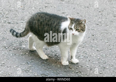 London, UK. 17th Sep, 2019. Larry the chief mouser and cat to the cabinet office is seen walking out of 10 Downing Street Credit: amer ghazzal/Alamy Live News Stock Photo