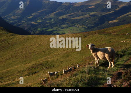 Sheep on the slopes of Puy Chavaroche (Cantal - France) Stock Photo