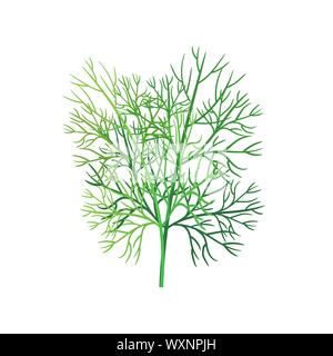 Realistic fresh dill leaf herb. Isolated flat vector element for advertising placard or banner. Vector illustration on white isolated background Stock Vector