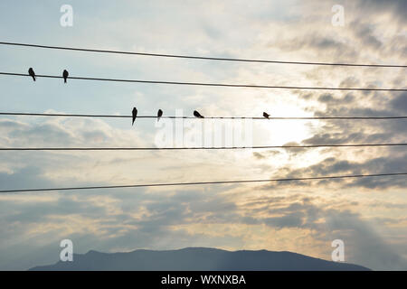 Silhouettes of swallows standing on a wire a cloudy September day Stock Photo
