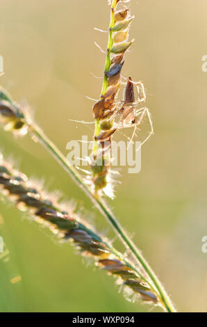 A Spider Perching On Plant Leaf Stock Photo - Alamy