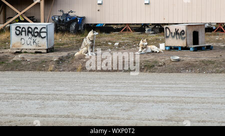Sled Dogs in Summer in Cambridge Bay, Canada Stock Photo