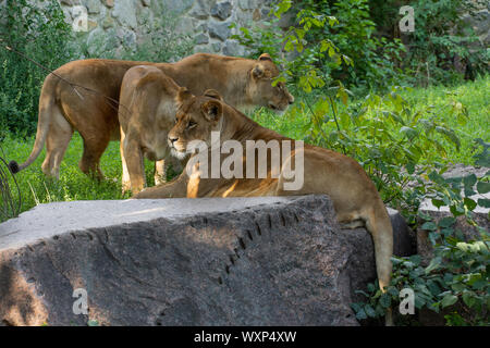 Lions are taking care of each other. Wild nature. Stock Photo