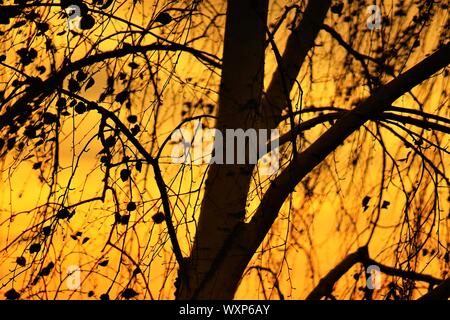 Silhouetted birch tree against orange sunset sky. Stock Photo