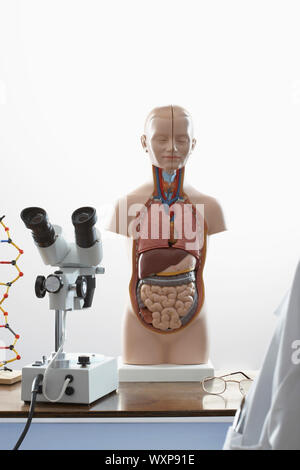 Plastic model of liver on white background Stock Photo - Alamy