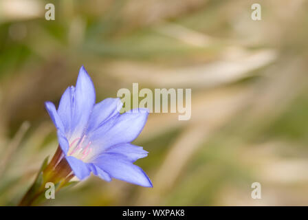 It is beautiful blue flower called Gentiana arisanensis Hayata. Stock Photo