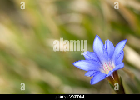 It is beautiful blue flower called Gentiana arisanensis Hayata. Stock Photo