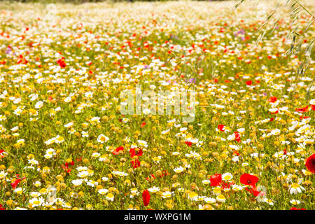 Menorca spring field with poppies and daisy flowers in Balearic Islands Stock Photo