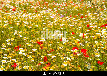 Menorca spring field with poppies and daisy flowers in Balearic Islands Stock Photo