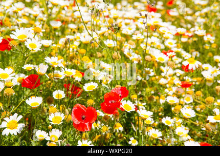 Menorca spring field with poppies and daisy flowers in Balearic Islands Stock Photo