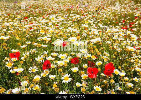 Menorca spring field with poppies and daisy flowers in Balearic Islands Stock Photo