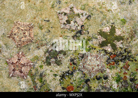 Dwarf Cushion Stars Parvulastra exigua In A Rockpool At Kei Mouth, Eastern Cape Province, South Africa Stock Photo