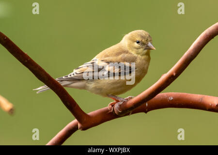 American Goldfinch on an Arbutus tree branch, Vancouver island, British Columbia, Canada Stock Photo