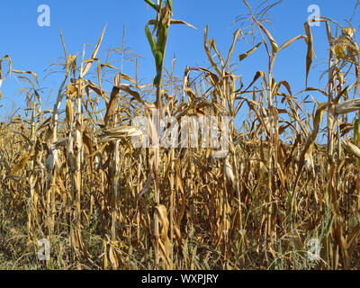 Dry maize plants and corn cobs in field, Zea mays, Summer drought Stock Photo